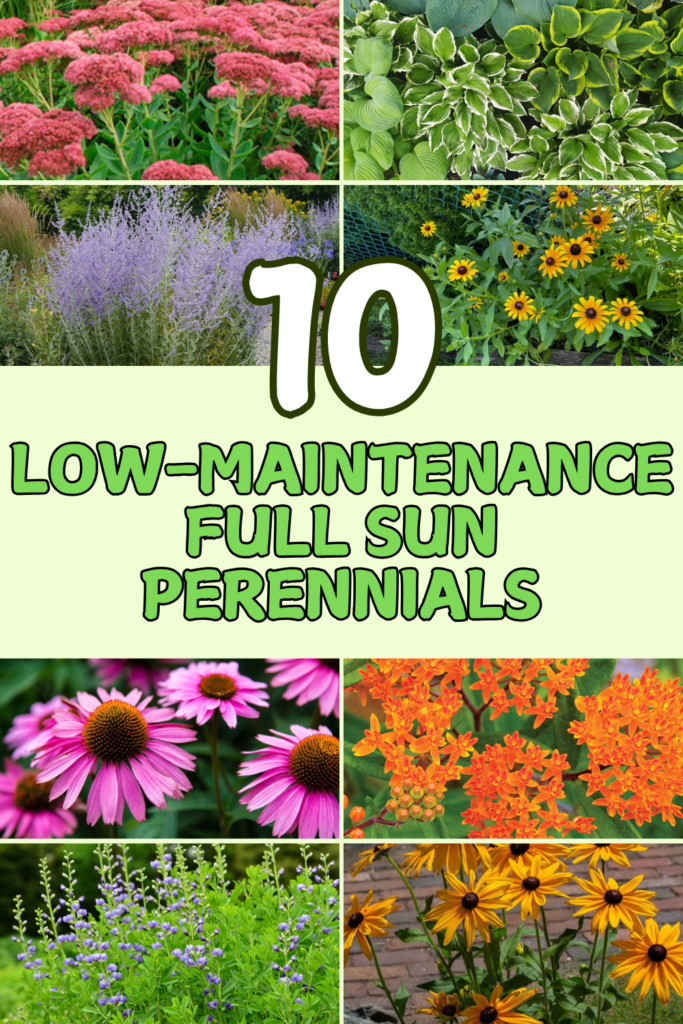 10 Best Low-Maintenance Full Sun Perennials for Your Front Yard: The Complete Guide