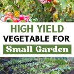 High-Yield Vegetables: The Ultimate Guide to Maximizing Your Garden Harvest (2025)