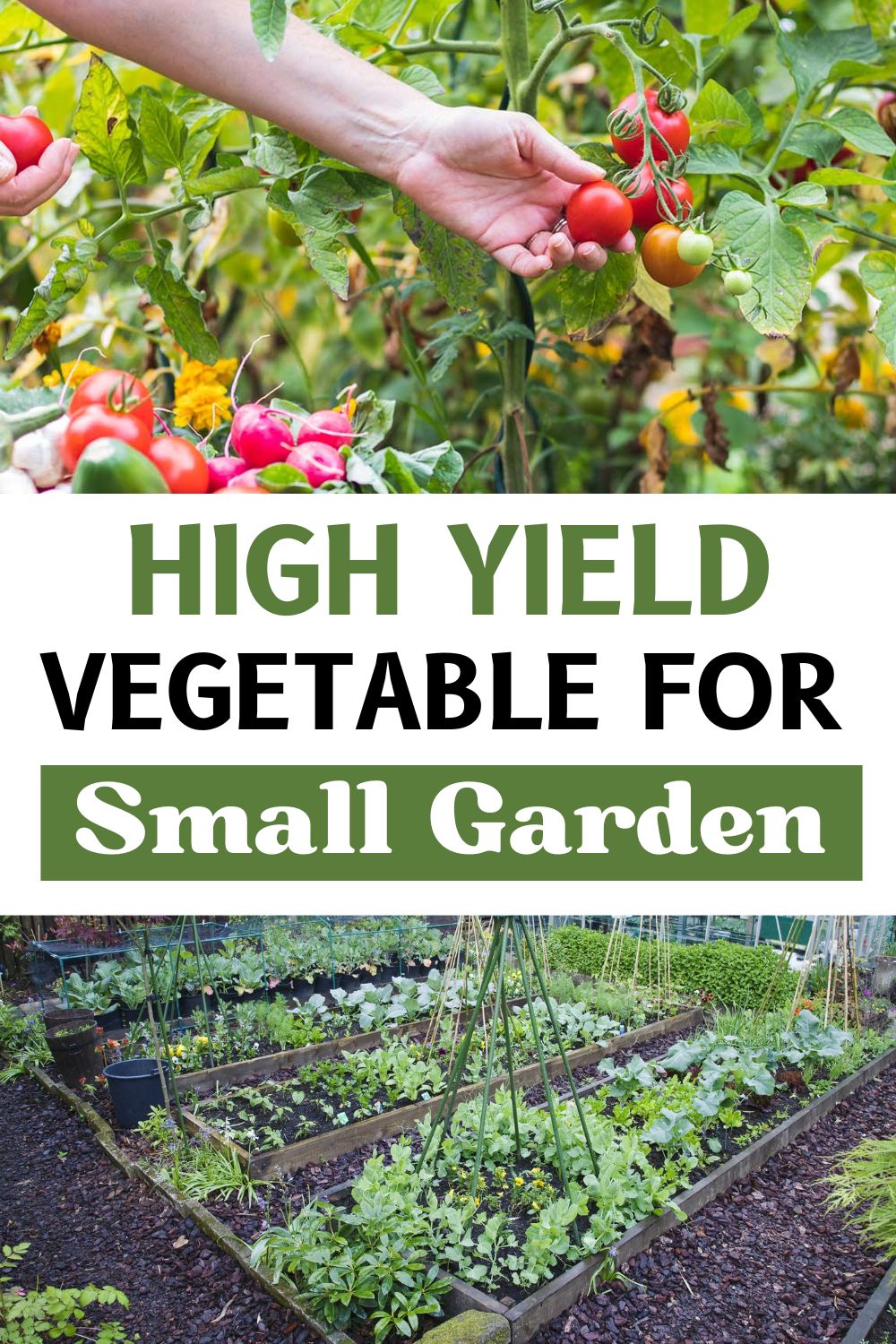 High-Yield Vegetables: The Ultimate Guide to Maximizing Your Garden Harvest (2025)