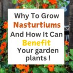 Why You Should Grow Nasturtiums In Your Garden: A Complete Guide