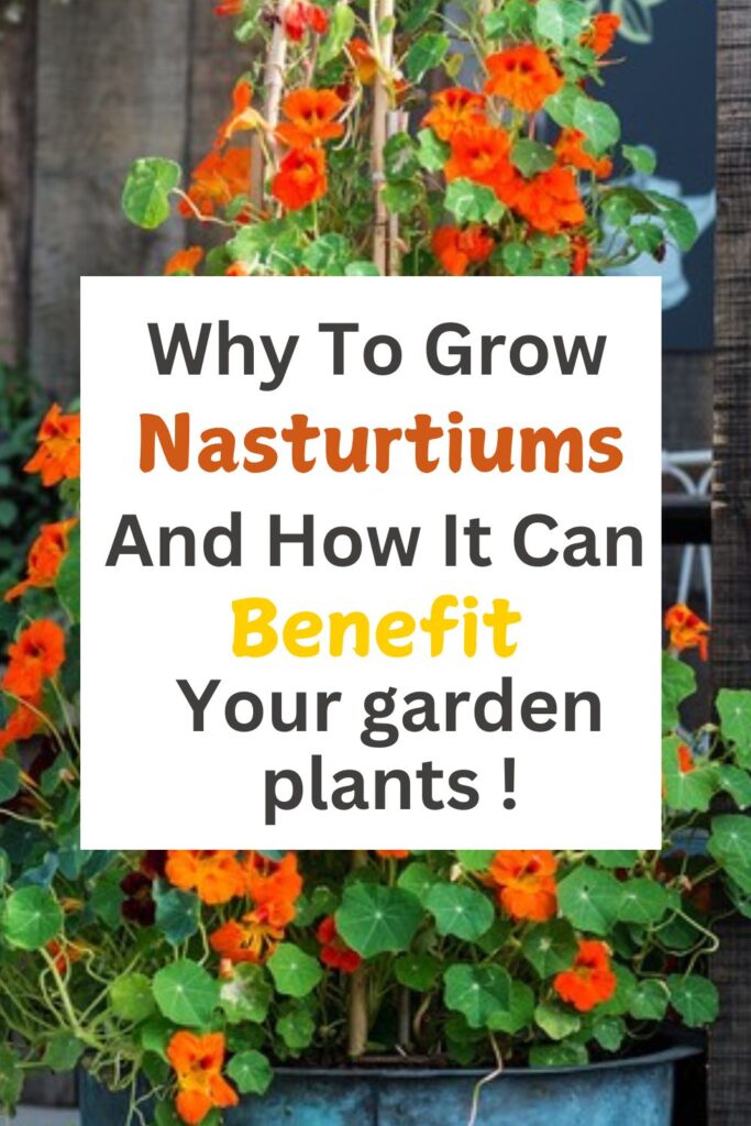 Why You Should Grow Nasturtiums In Your Garden: A Complete Guide