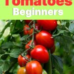 The Essential 10-Step Guide to Growing Perfect Tomatoes