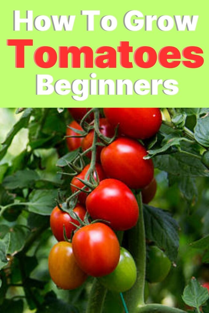 The Essential 10-Step Guide to Growing Perfect Tomatoes