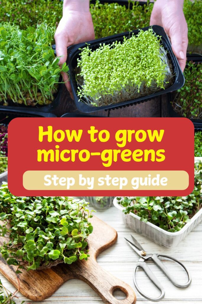 Growing Microgreens for an Indoor Garden: A Complete Step-by-Step Guide