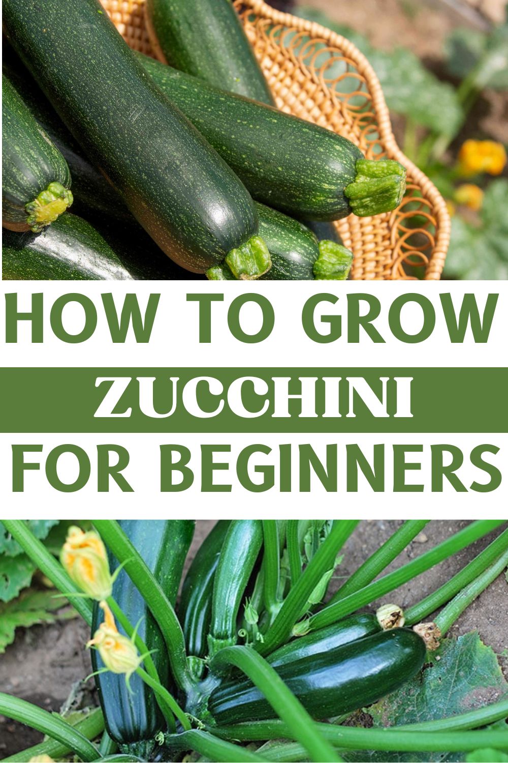 10 Tips for Planting and Growing Zucchini in Containers or Pots