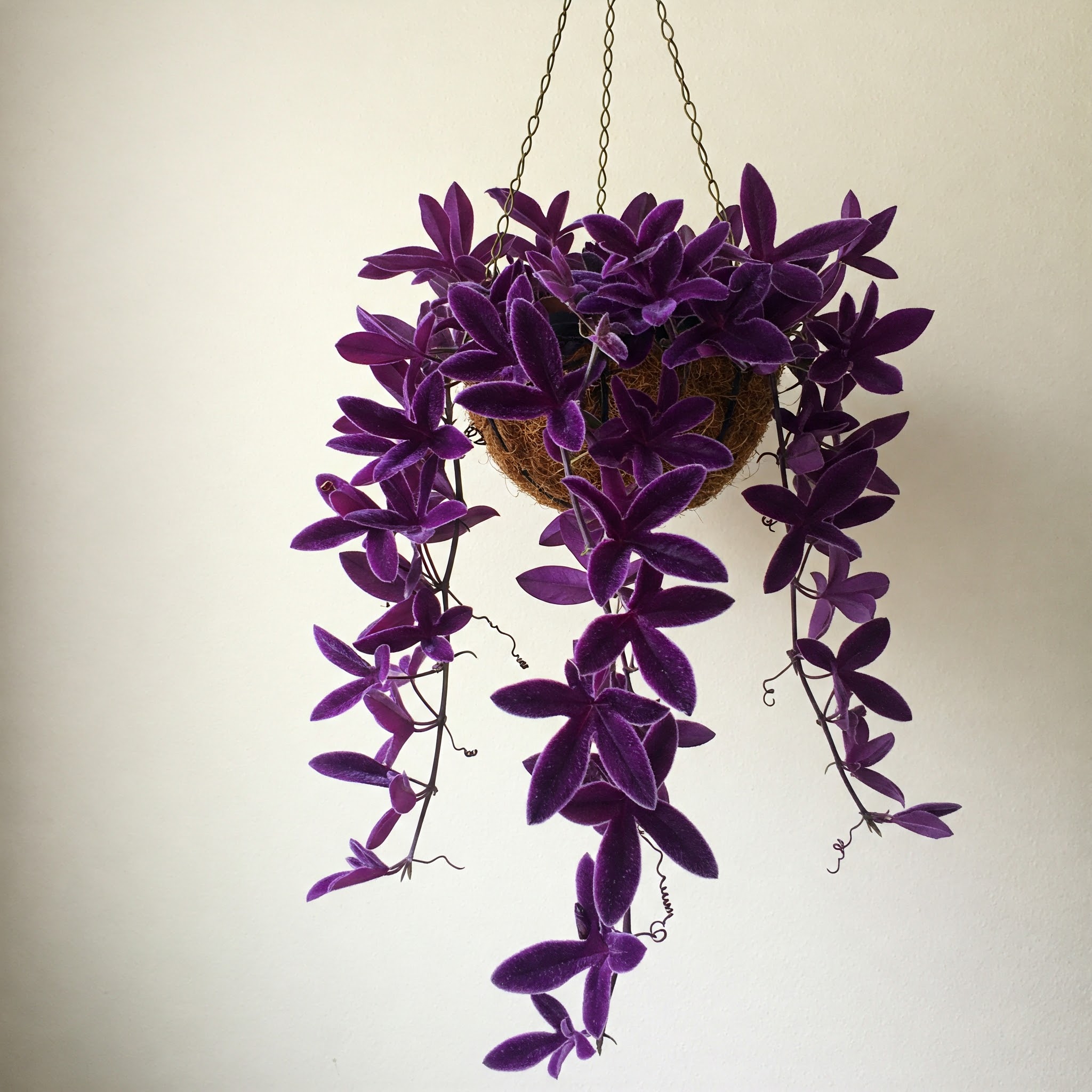 Beyond the Pot: 15 Indoor Hanging Plants to Add Dimension to Your Space