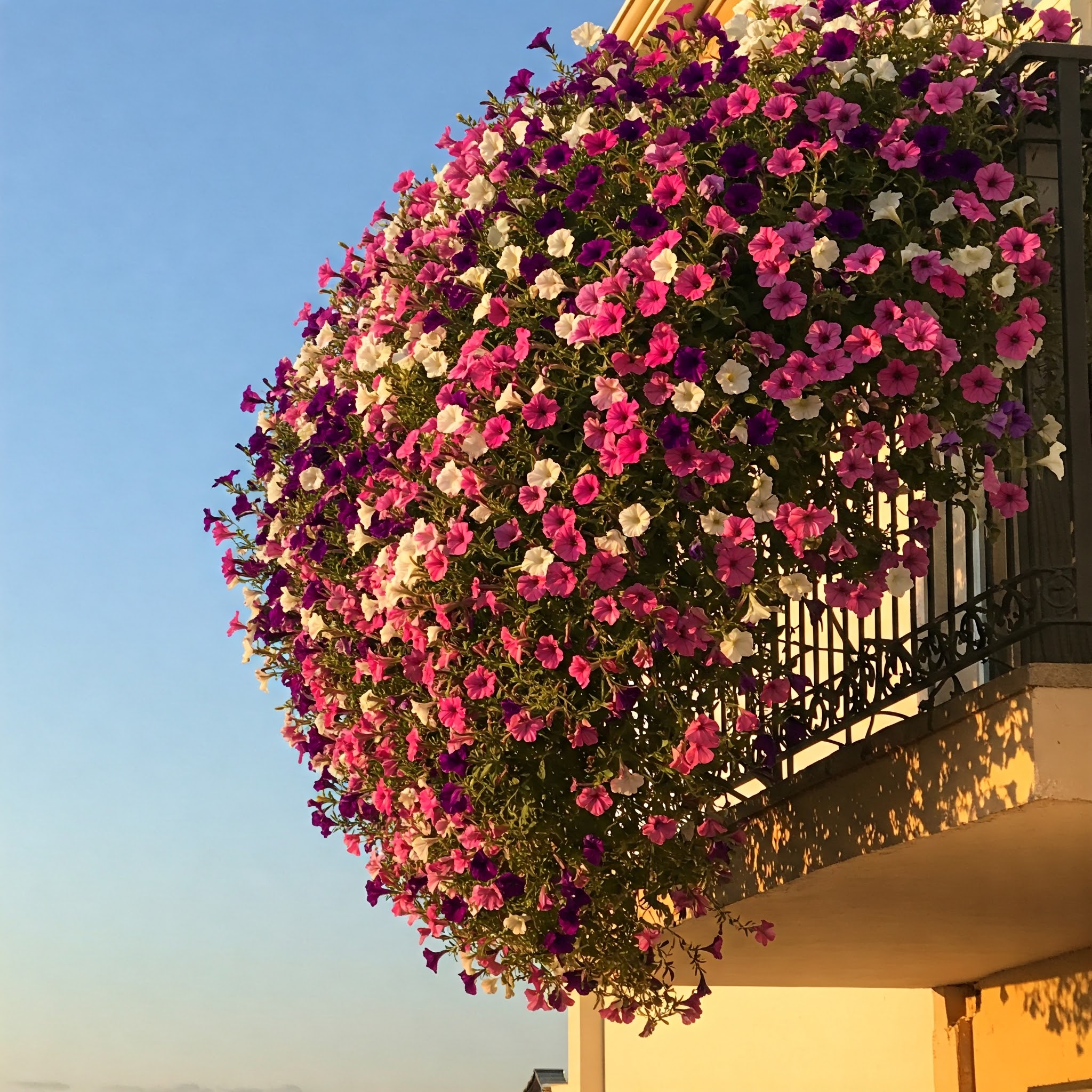 Top 15 Balcony Plants to Transform Your Outdoor Space