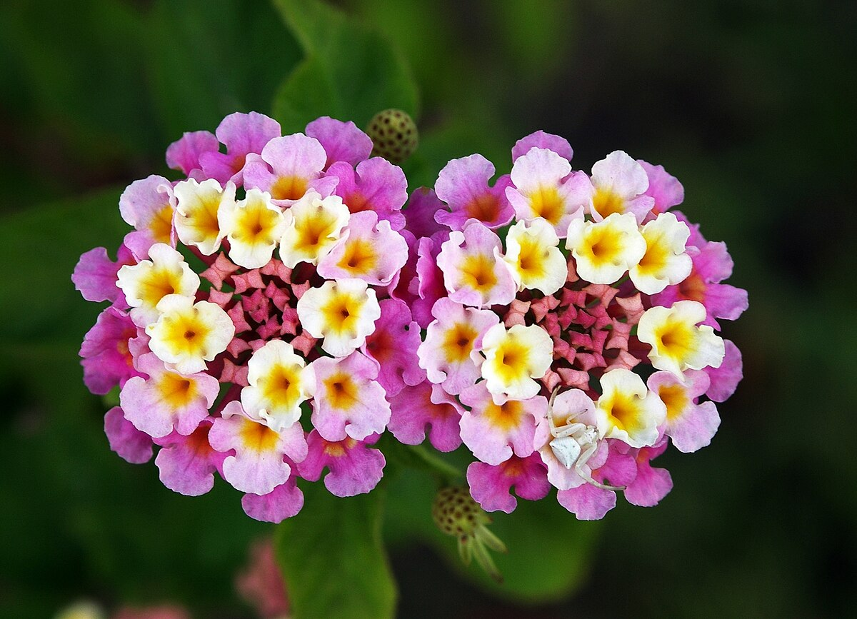 What To Plant In June In Zone 10: The Complete Guide