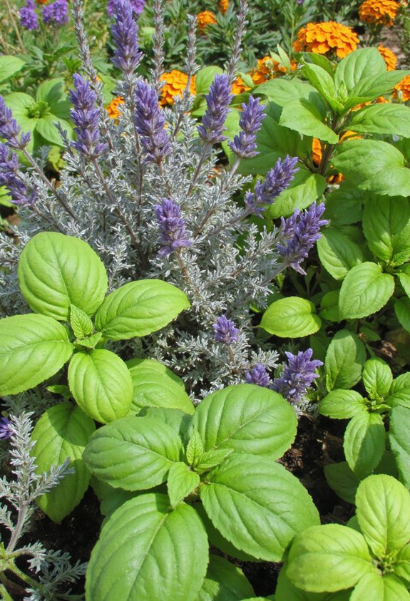 basil repels mosquitoes