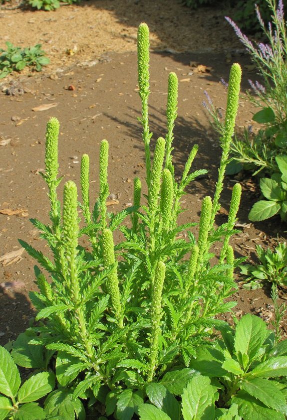 bitter scented mosquito repelling herb