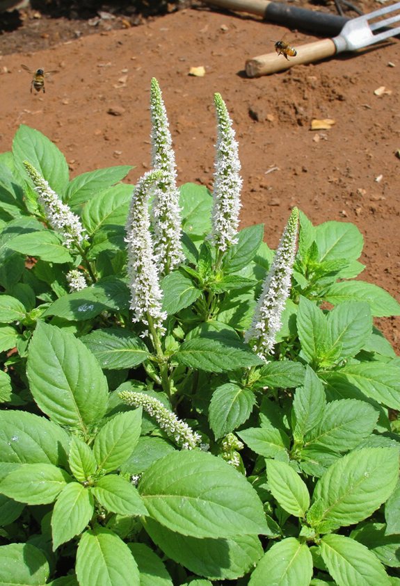 catnip basil insect attractor