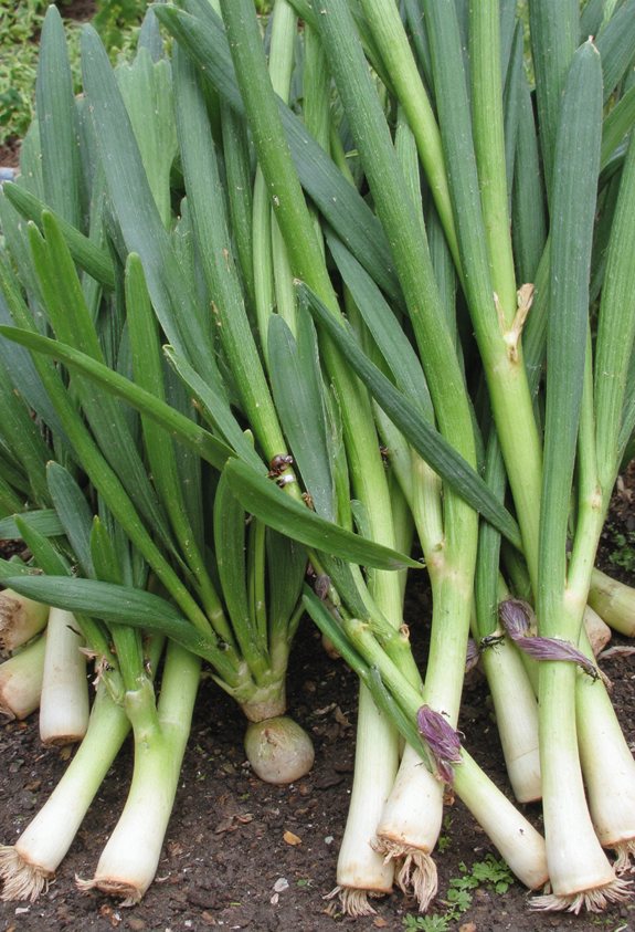 chives guard leeks