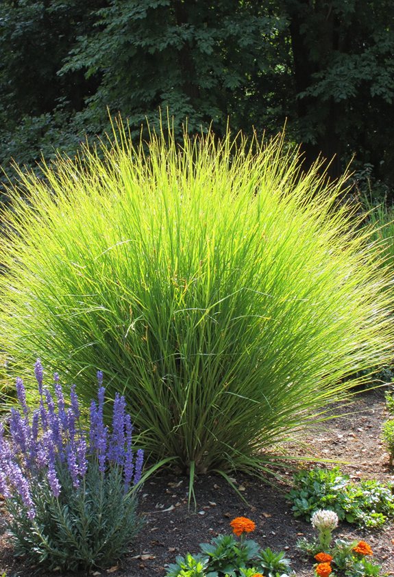citronella grass repels mosquitoes