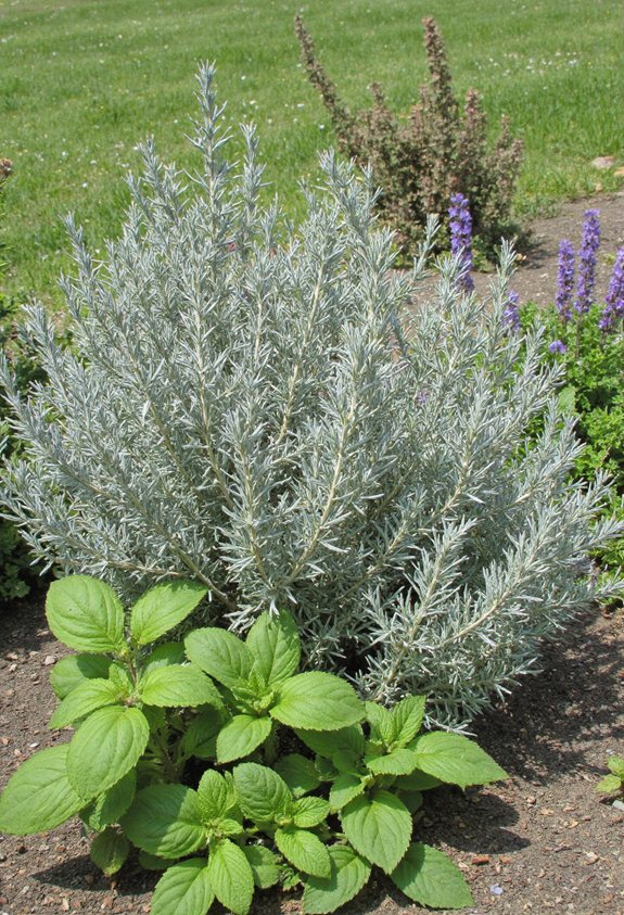 herbs enhance flavor health