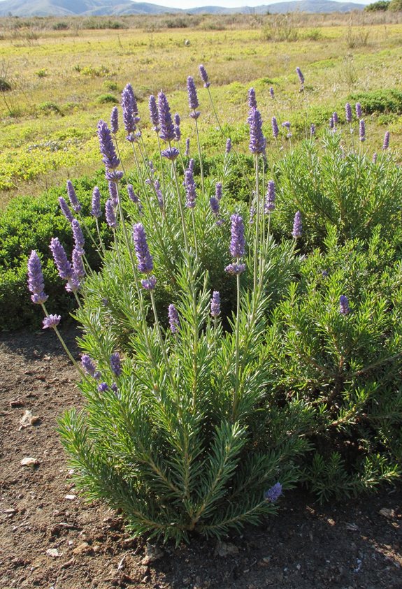 lavender rosemary drought tolerant border