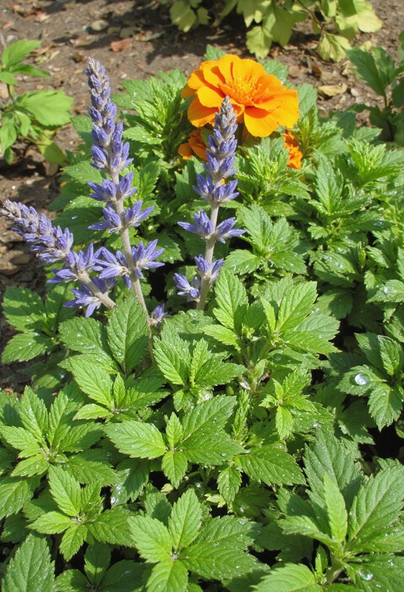 minty pollen repellent powerhouse