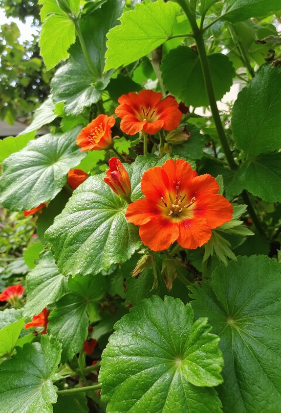 mosquito repelling vivid nasturtiums
