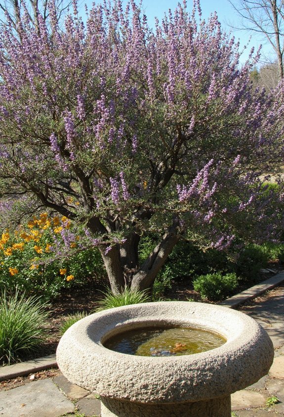 native shrubs attract birds