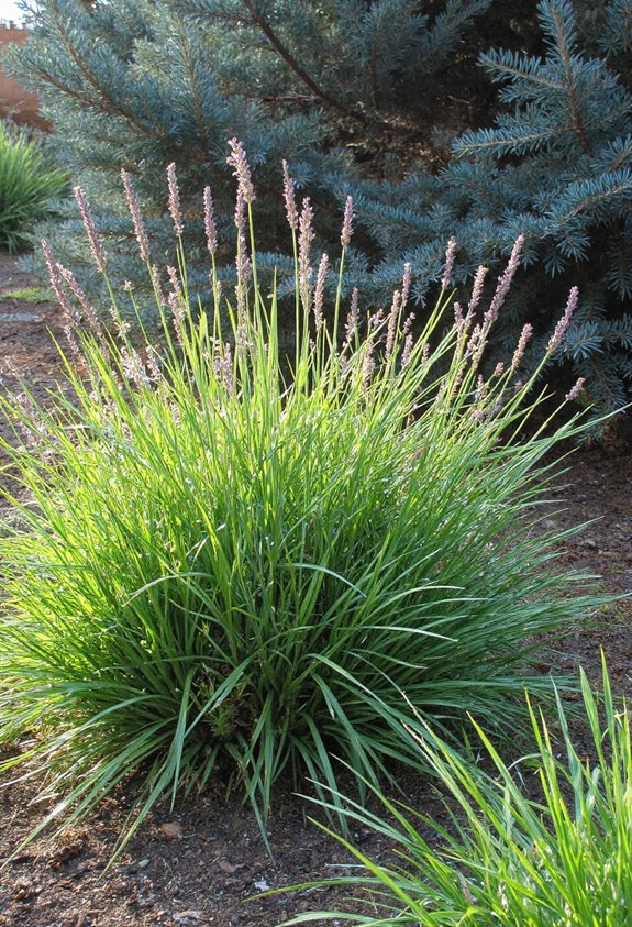 pest repelling aromatic herb combo