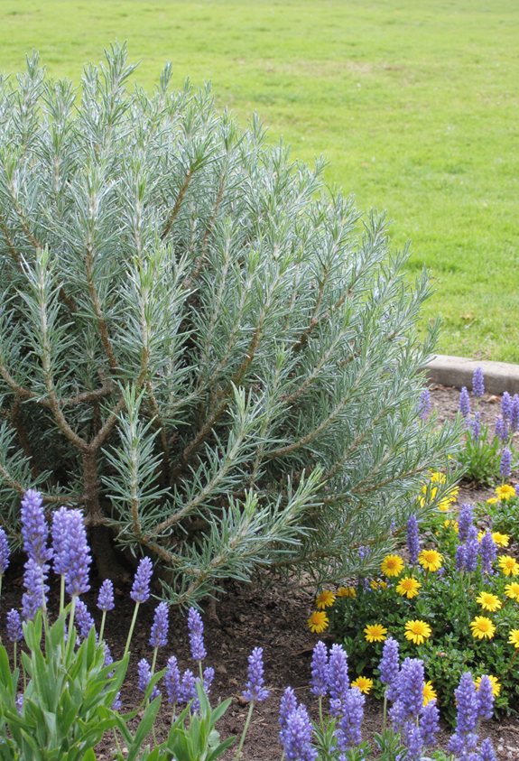 rosemary repels mosquitoes