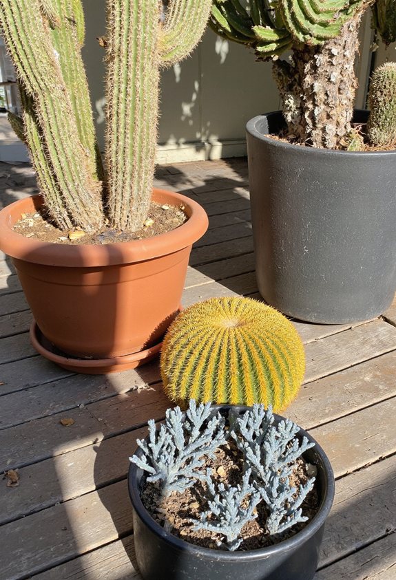 sculptural cactus patio centerpiece