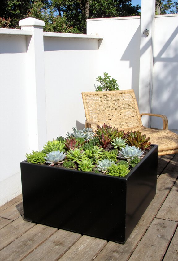 sleek low maintenance succulents