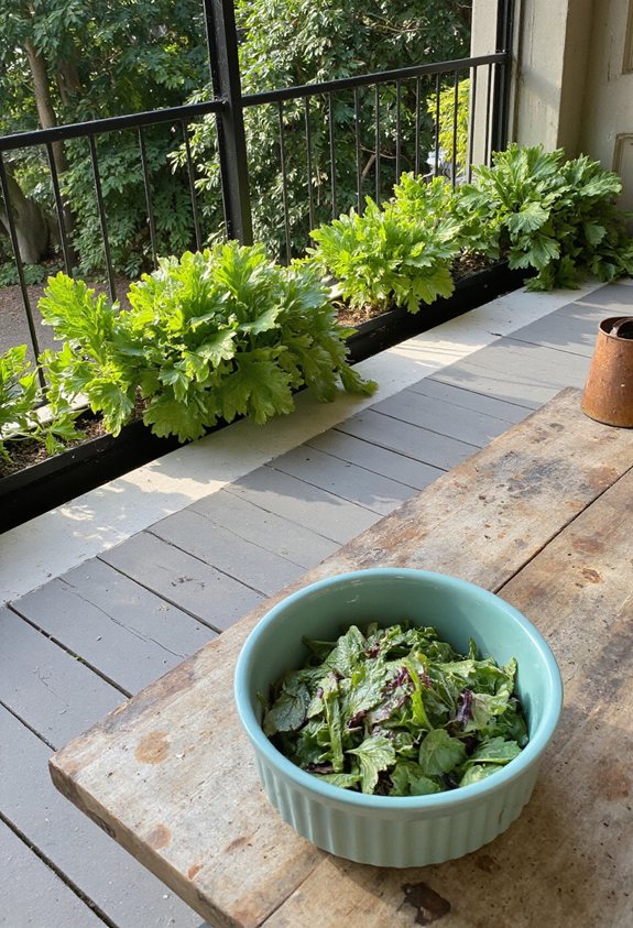 sunny window salad greens