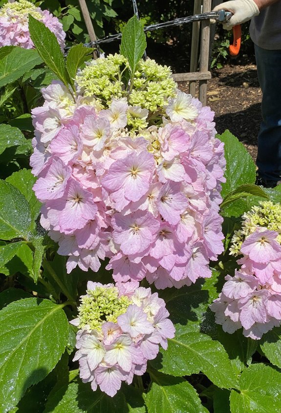 aphids and spider mites