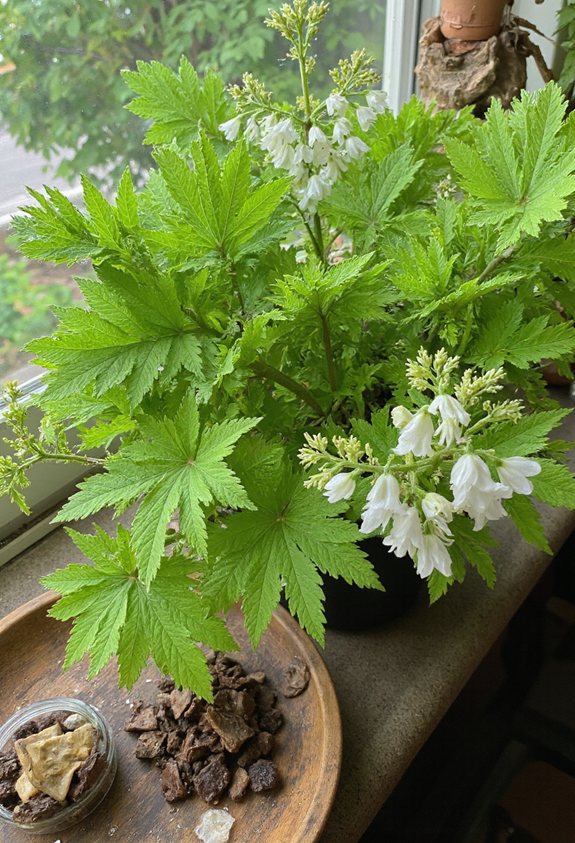 calming garden bedtime tea