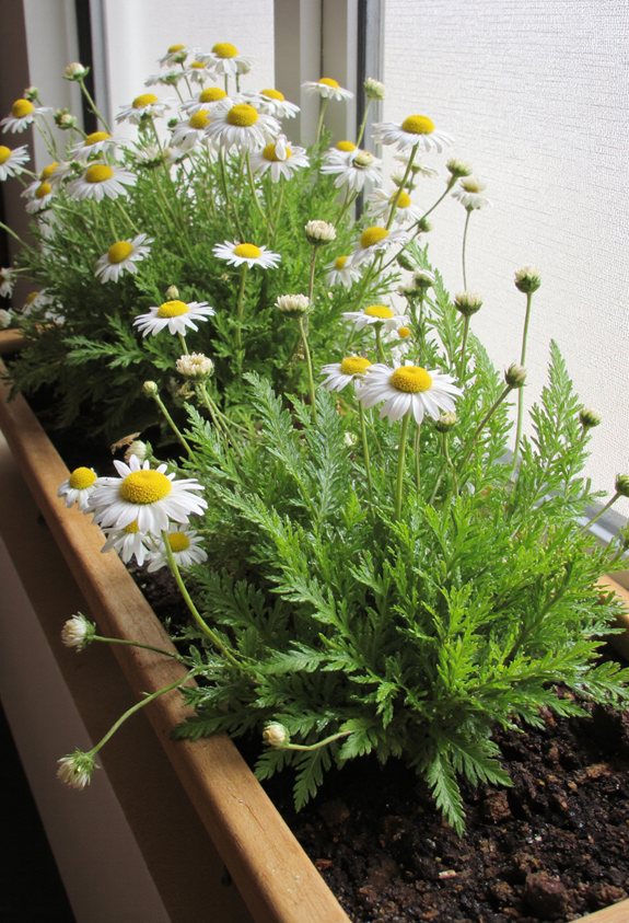 chamomile garden spring guide