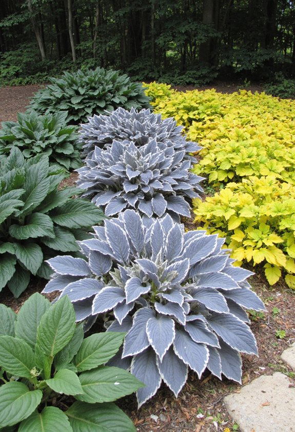 color coordinated hosta clusters