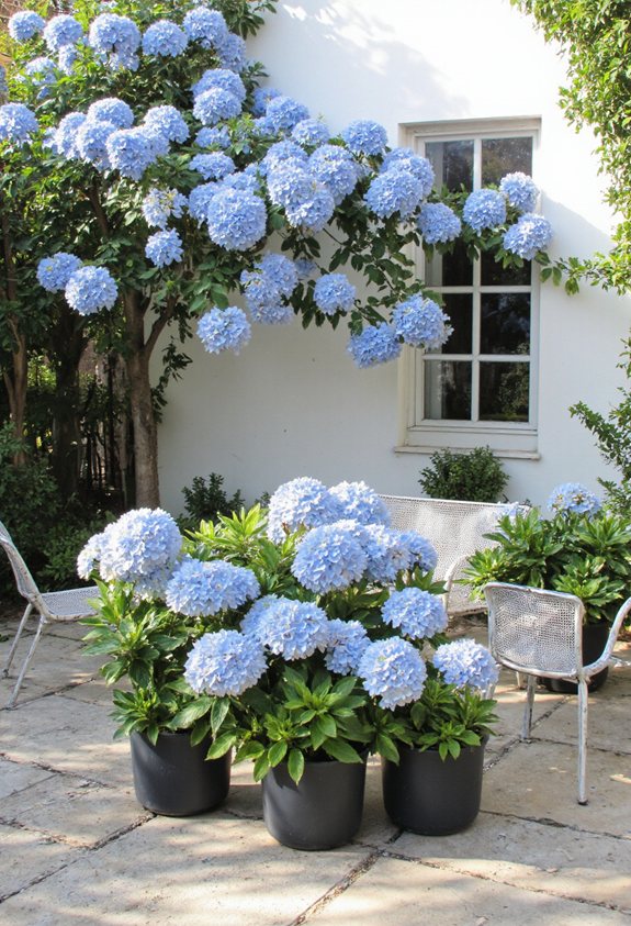 compact hydrangeas for dramatic patios
