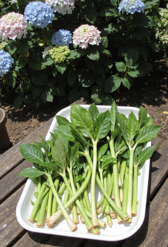 cool humid stem storage