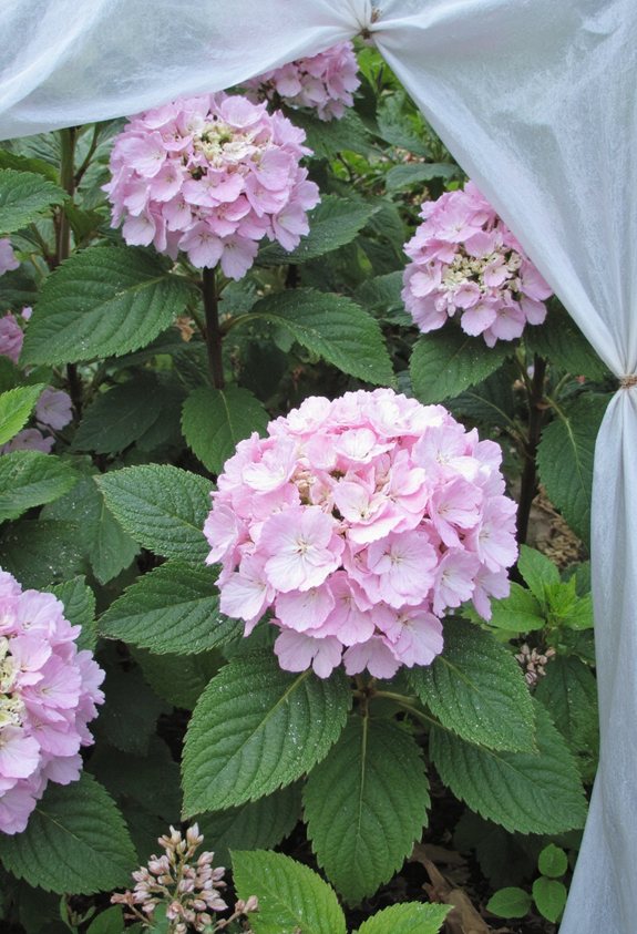 cover frost sensitive plants
