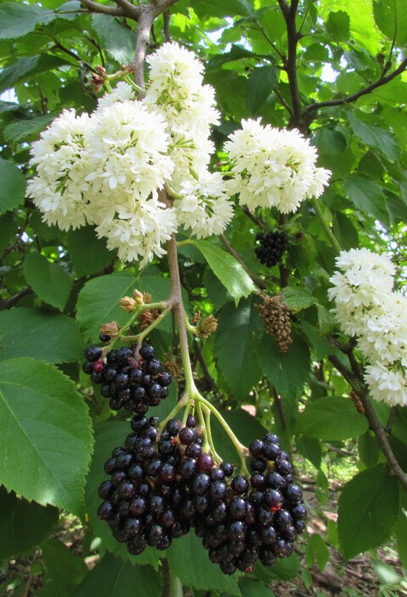 dark glossy foliage fluffy blossoms