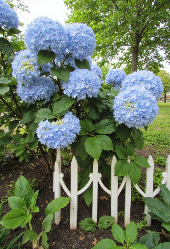 decorative stakes stabilize hydrangeas