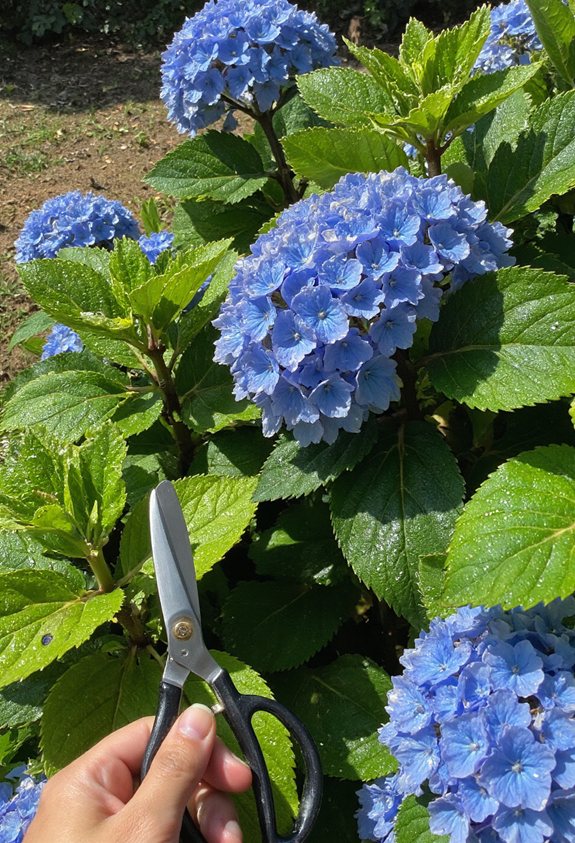 deep frequent summer watering