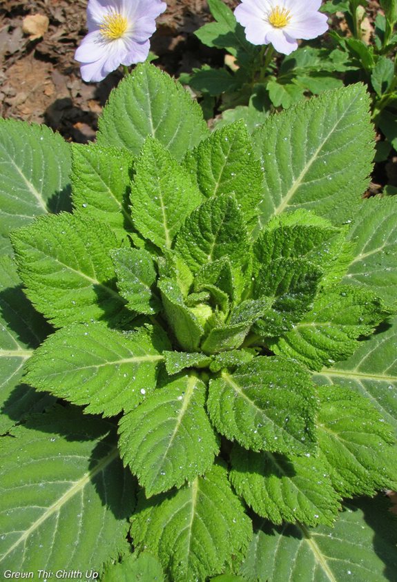 diy healing powerhouse plant