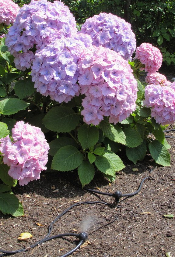 drip irrigation ensures consistent moisture