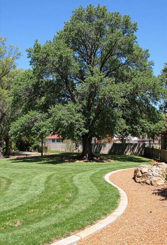 drought tolerant grass texture