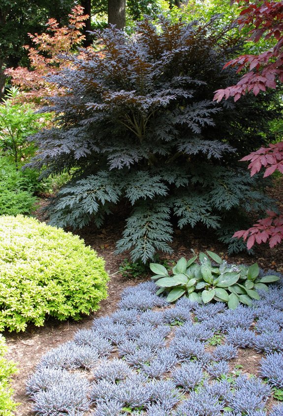 evergreen groundcovers for all seasons