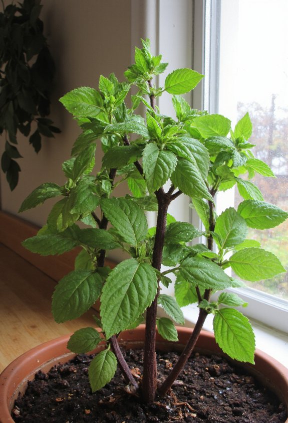 fresh minty garden guide