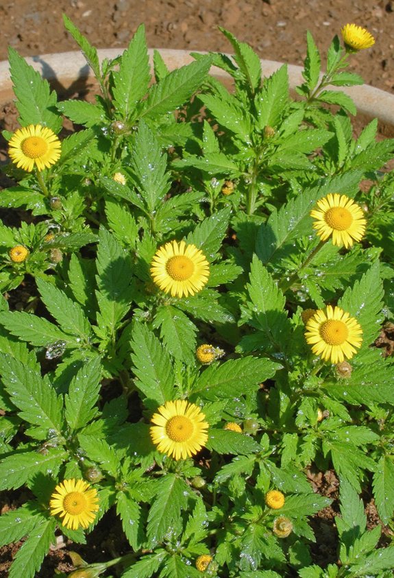 garden grown feverfew headache remedy
