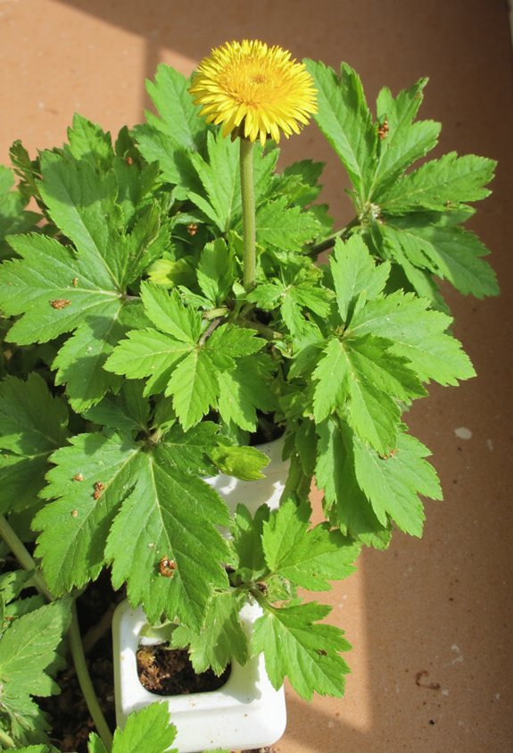 garden weed turned treasure