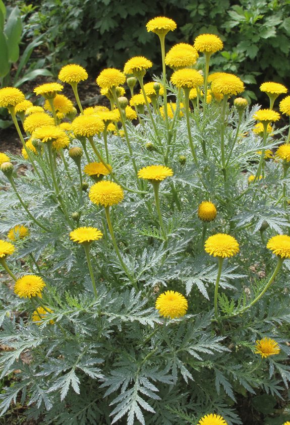 hardy aromatic garden herb