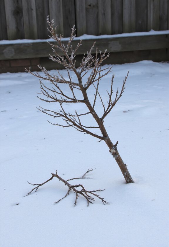 late winter hydrangea shaping