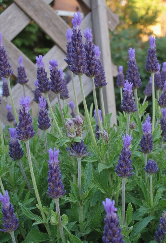 lavender adds soothing garden ambiance
