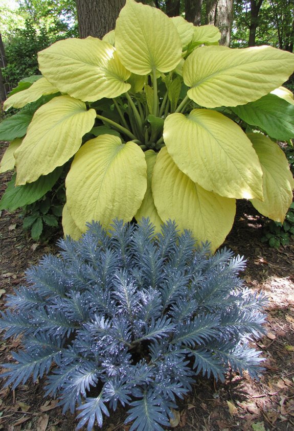 layered hosta leaf textures