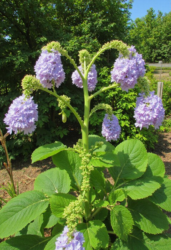 light trim preserve buds