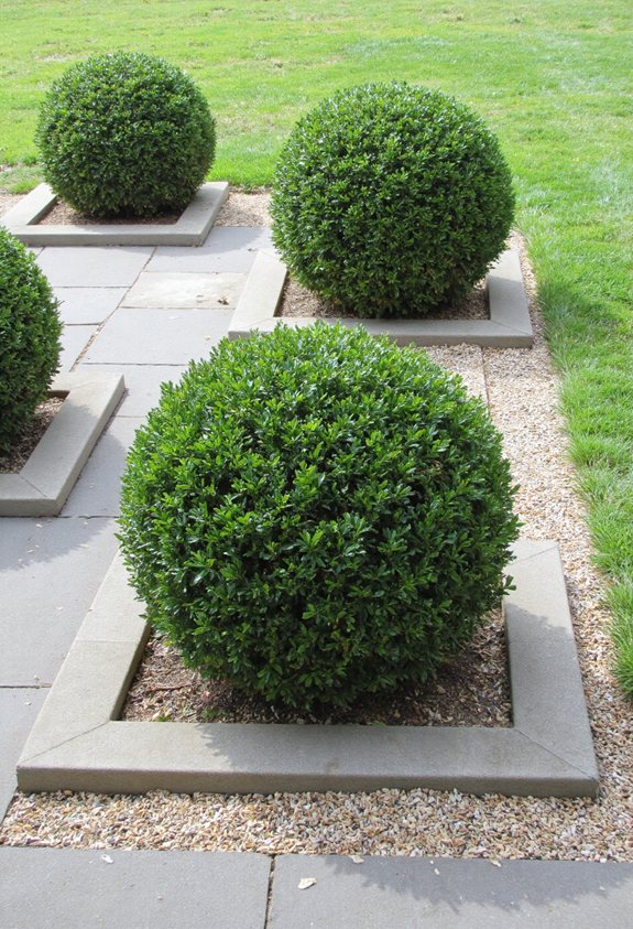 low maintenance boxwood topiary